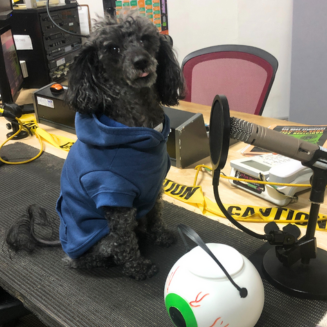 Small black dog with curly hair and a blue jacket sitting on a desk